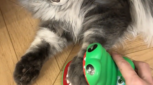 男子和猫咪玩游戏，猫咪反应快，男子被夹手