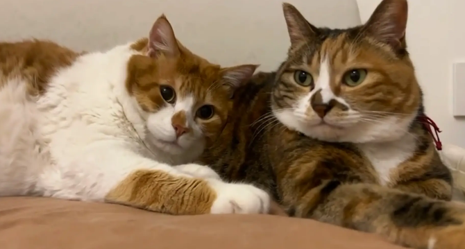 猫咪是姐弟俩，体型差距大，弟弟洗澡得去洗车店吧