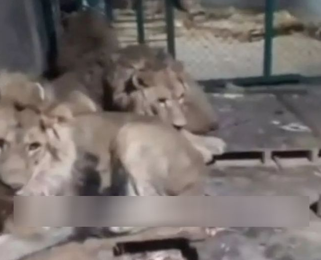 男子为了女友，近距离拍摄狮子，结果录下自己的死亡过程