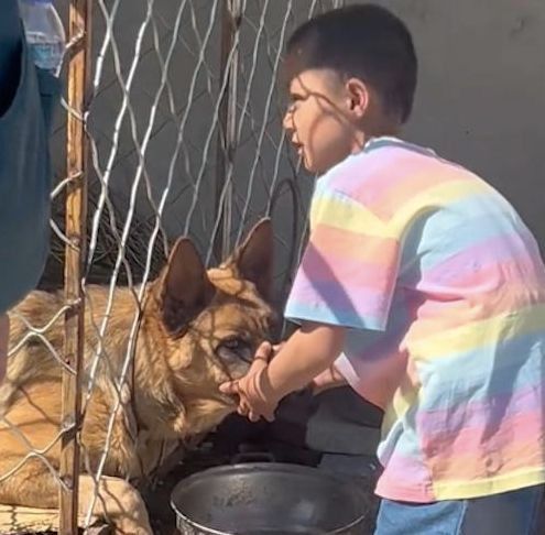 狗狗朝着路过的人吼叫，小孩哥过去用手握住它的嘴巴
