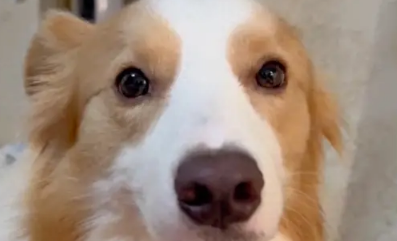 窗户溢水了，边牧把自己窝和泰迪窝换了位置！它被冻得瑟瑟发抖！