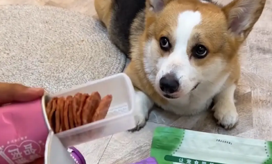 男子尝试狗零食，狗子在旁边一脸不可置信，狗：你是真的狗