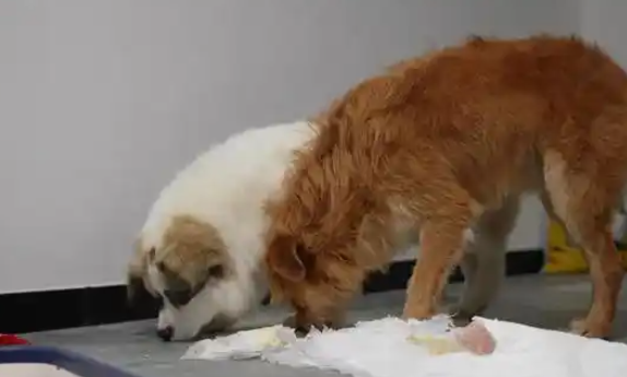 侠肝义胆流浪狗收留走失家犬，全网呼吁给它们一个家