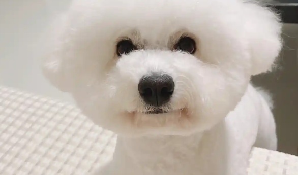 石家庄大风天 ，导致白色比熊犬被强风吹飞