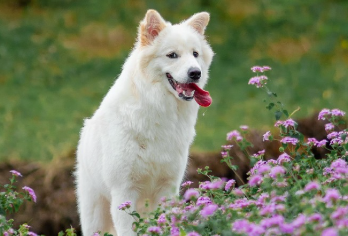 “宠物友好”不是噱头 如何让“人宠共住”体验真正落地？