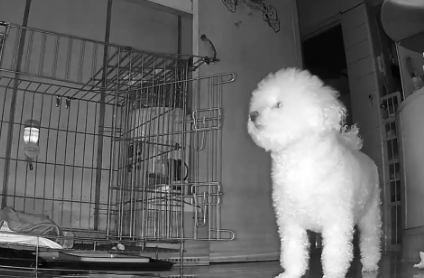 狗狗独自在家19天，每天都在期盼主人回家，重聚时画面让人感动