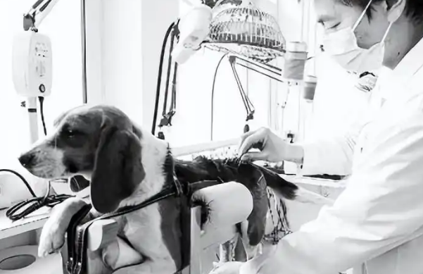 宠物护理行业中医越来越受欢迎