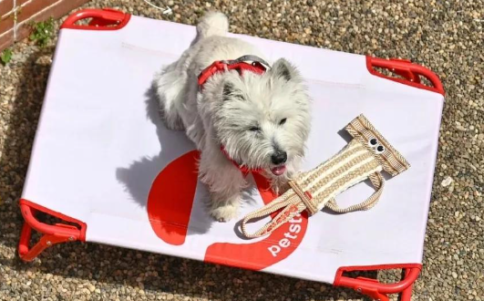 人还在蹲国补，狗已经用上新手机了