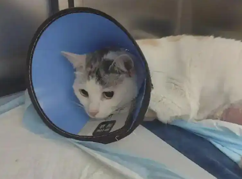 宠物猫手术后突然死亡，猫主人想要调取监控遭宠物医院拒绝