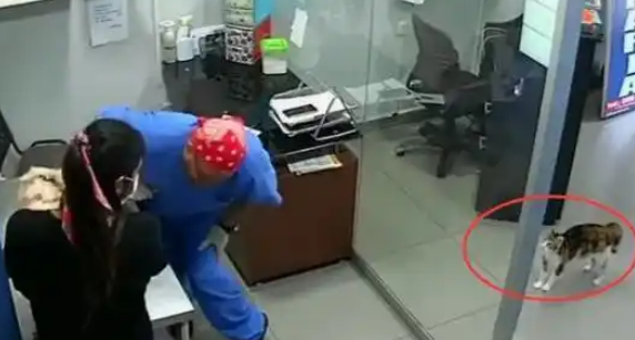 主人带狗狗打疫苗，猫咪以为被欺负，直接抱着医生咬