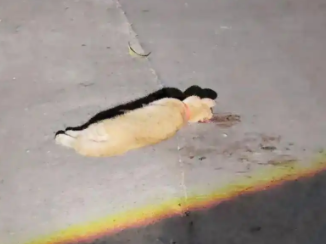 宠物被撞死，主人索赔“法事超度”费、火化费