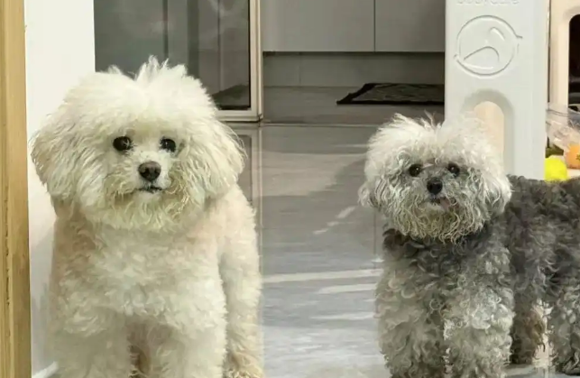 宠物狗在瑞鹏宠物医院洗澡后死亡，医院回应