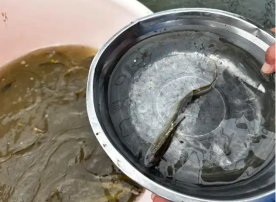 长江禁渔4年多，刀鱼数量回升！