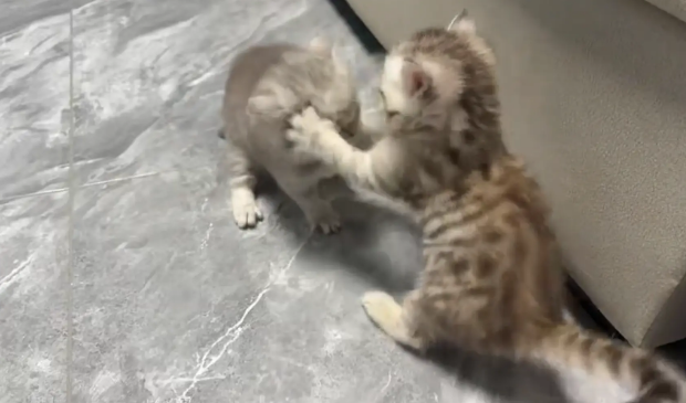 两只小奶猫听到响动，慌张的钻进沙发底下