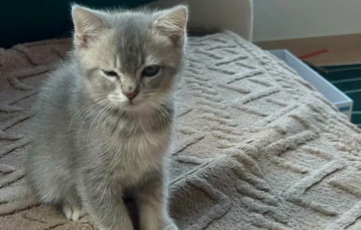 女子驾驶宝马车拖行小猫致死悉意外？