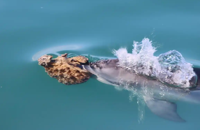 部分海豚学会“戴护具”捕食