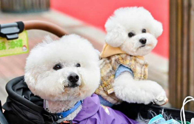 “养儿式”养宠成年轻人消费趋势