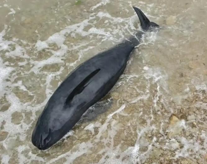 海豚三次现身钱塘江，相关部门随时准备救援