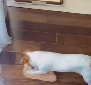 女子给喜欢搓地的狗子扔了一块抹布，狗子真的擦起了地板