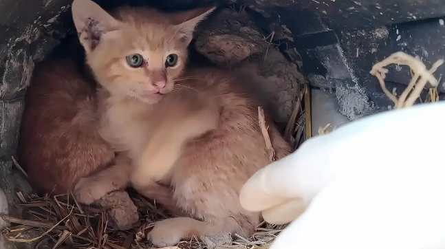 几只被遗弃小猫的绝望时刻，命运却因这一行动改变 