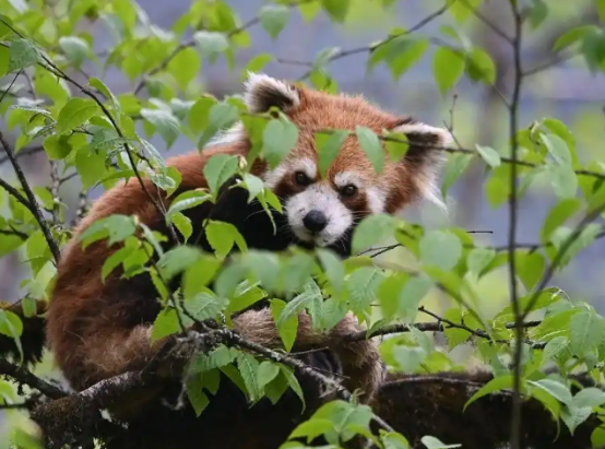 偷猎者还没判，小熊猫先被“关起来了”？