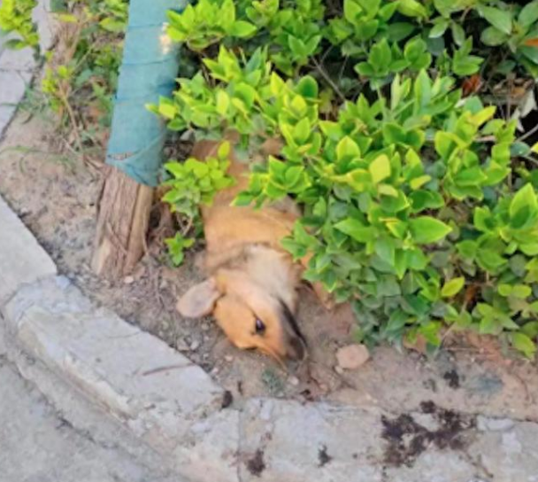 流浪狗被撞伤扔绿化带中，大学生救助手术费要2万