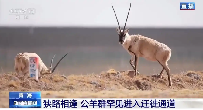 藏羚羊迁徙进行时！“高原精灵”踏上产仔之路
