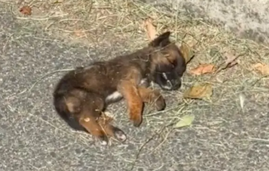 路上遇到一只痛苦嚎叫的小狗，不吃饭不喝水！