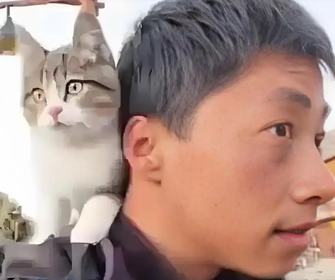 网红小猫“悟空”疑因中毒去世：全身骨骼内脏完好，排除车祸可能