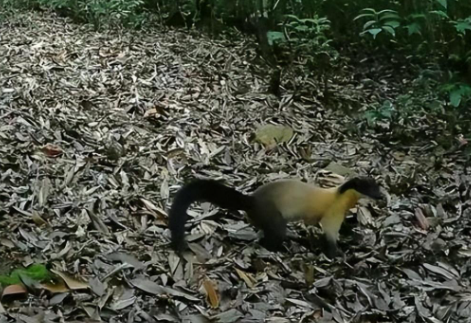 云南保山发现一只黄喉貂，侦查周围一番后，竟四脚朝天睡起了大觉