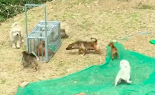 打狗队用笼子设下圈套捉流浪狗，其他狗试图解救它！