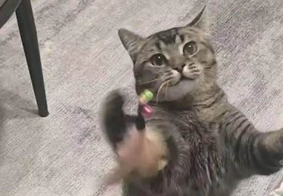 “富养猫狗”时代来临：千亿级宠物赛道竞争加剧