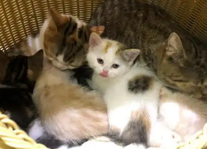 猫妈一直忘不掉自己的孩子，天冷时，这个举动扎心了