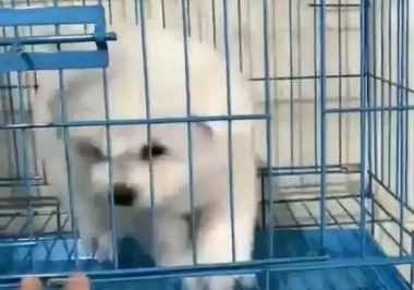 网购活体宠物惊变“一日惨案”！