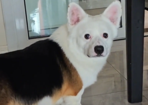 男子家狗子天生造型独特。网友：嫁接狗头 