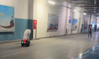 男子偶遇萨摩耶骑电动玩具车，狗子不仅会刹车还会拐弯