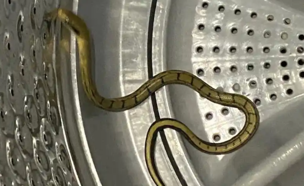 山西运城 16 楼洗衣机惊现宠物蛇：异宠管理的细节之殇