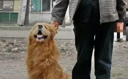 独居老人立遗嘱将存款留给狗狗，他拜托邻居：照顾好我的儿子！