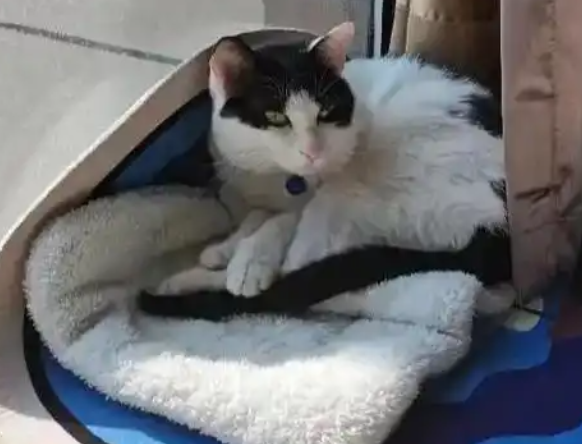 猫咪从43楼坠下奇迹生还，猫咪高空坠落时“易伤不易死”