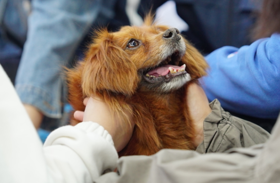 从街头流浪到心灵治愈：疗愈犬公益项目点亮流浪犬的“第二人生”