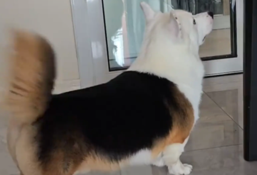 男子家狗子天生造型独特。网友：嫁接狗头 