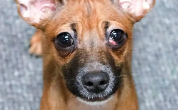 收容所流浪狗被反复退货！它不知错在哪