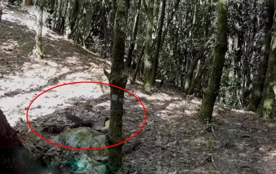 云南保山发现一只黄喉貂，侦查周围一番后，竟四脚朝天睡起了大觉