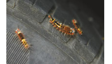 成都街头天降虫雨 一车爬满近百条毛虫
