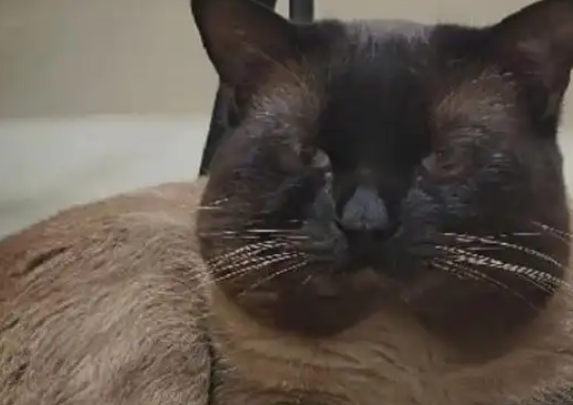 全世界投资风险最大的猫咪是暹罗，因为它们长着长着就糊了！