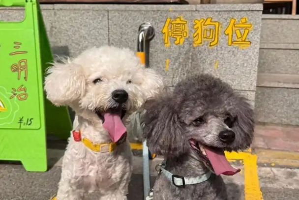 “先停狗再干饭！”武汉多个商铺现“停狗位”