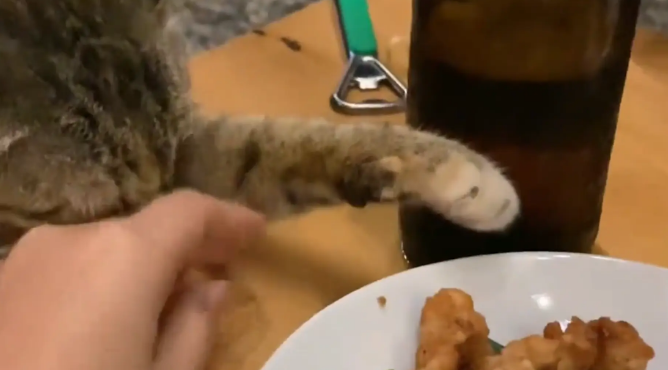 猫咪眯着眼睛想偷吃炸鸡块。猫咪：得笑着，伸手不打笑脸人