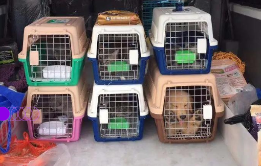 高铁开启宠物托运新时代，12306解锁爱宠出行新姿势