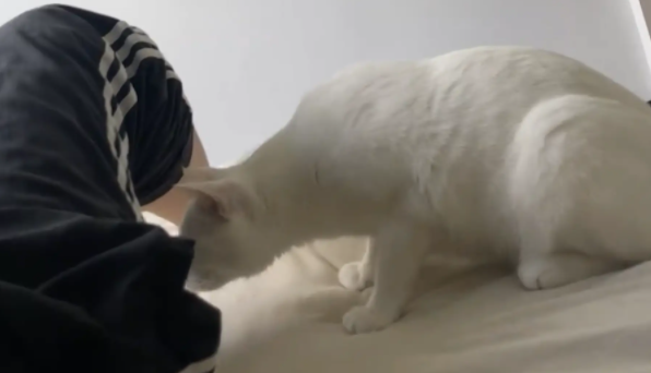 男子放屁把猫熏得弹射起飞。网友：你一屁把它崩飞了 