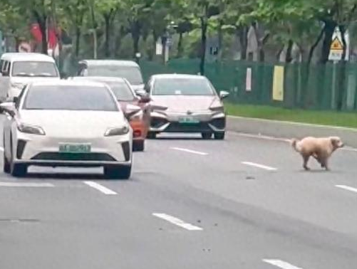 在马路上横冲直撞的金毛，网友租车带它回家